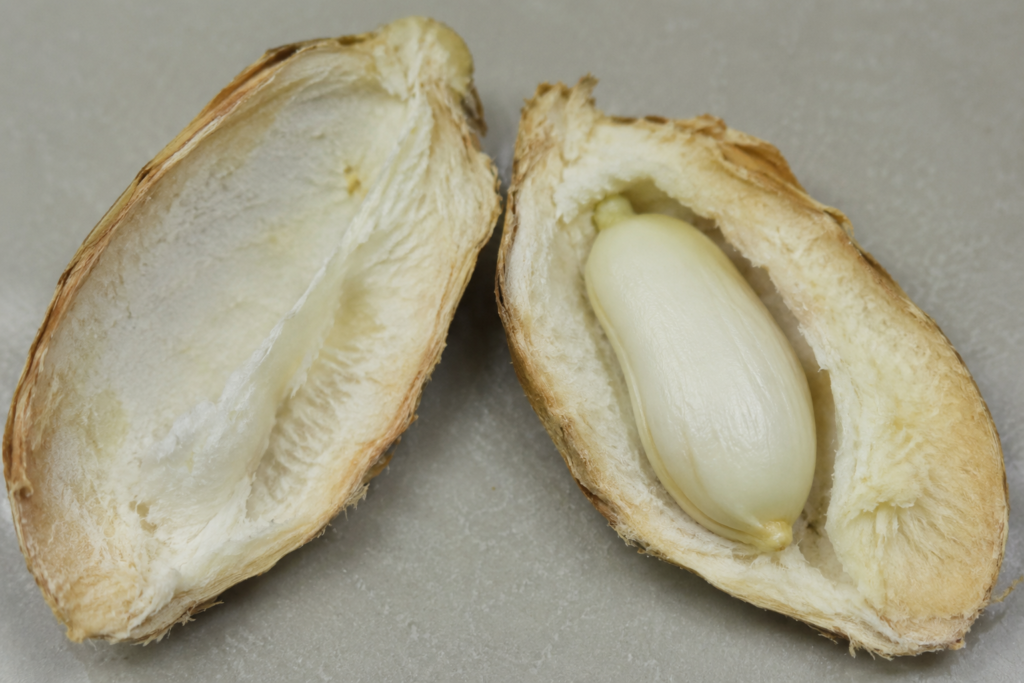 mango seed husk sliced open showing the inner seed before planting